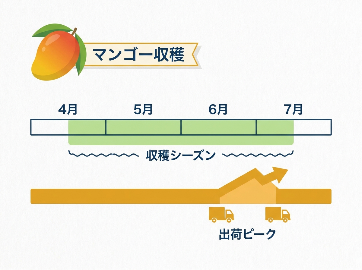 Timeline infographic showing mango harvest season from April to July and shipping concentrated in June-July with calendar month visualization