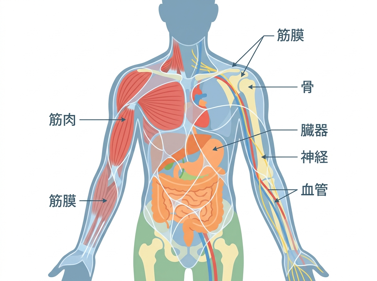 A three-dimensional anatomical illustration showing fascia as a translucent network of membranes connecting and wrapping around muscles, bones, organs, nerves, and blood vessels throughout the entire human body